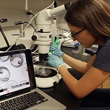 RECOVER_7Pubs_Pasparakis_slider Dr. Christina Pasparakis analyzes different life stages of mahi-mahi embryos under a stereomicroscope. (Photo by Dan DiNicola)