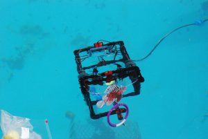 Team Santa Rosa’s ROV targets a lionfish during the Deep-C ROV competition at Dauphin Island Sea Lab. Photo Credit: Tina Miller-Way.