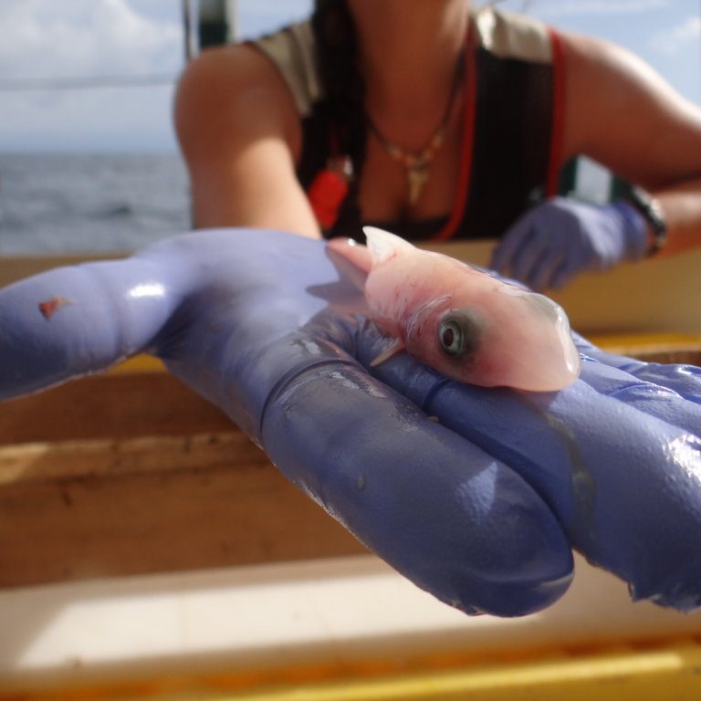 C-IMAGE 3 Photo Credit: C-IMAGE.