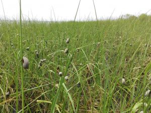 Salt marsh periwinkle snails on Spartina alterniflora. Photo Credit: CWC.