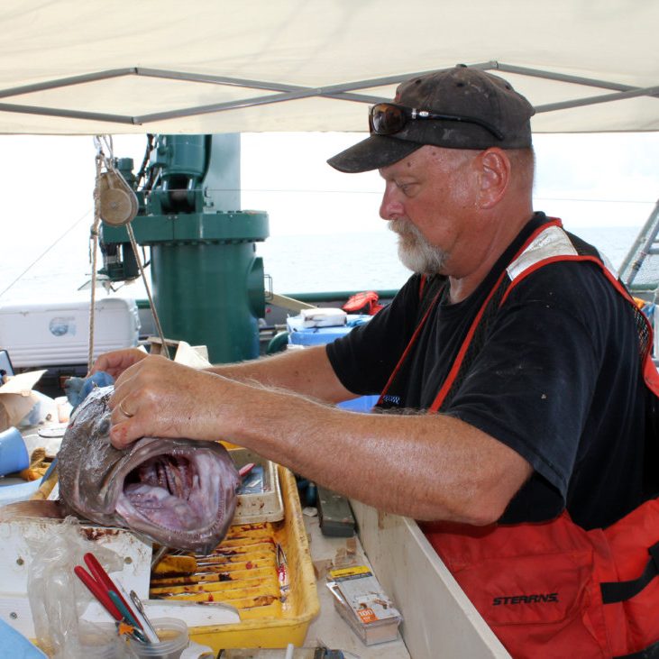 Photo Caption: Dr. Steven Murawski, Director of C-IMAGE, is on the Florida Institute of Oceanography’s RV Weatherbird II measuring and collecting tissue, bone, and blood samples from bottom-dwelling fish to assess the health of deep-sea marine life. Photo Credit: C-IMAGE. Photo Caption: Dr. Steven Murawski, Director of C-IMAGE, is on the Florida Institute of Oceanography’s RV Weatherbird II measuring and collecting tissue, bone, and blood samples from bottom-dwelling fish to assess the health of deep-sea marine life. Photo Credit: C-IMAGE.