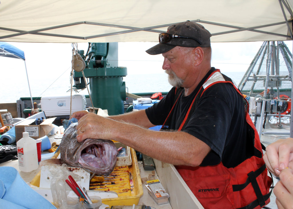 Photo Caption: Dr. Steven Murawski, Director of C-IMAGE, is on the Florida Institute of Oceanography’s RV Weatherbird II measuring and collecting tissue, bone, and blood samples from bottom-dwelling fish to assess the health of deep-sea marine life. Photo Credit: C-IMAGE.