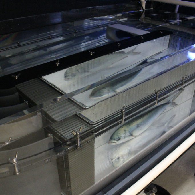 Swim Tunnel 2 Mahi mahi in the RECOVER swim tunnel. Photo Credit: RECOVER.