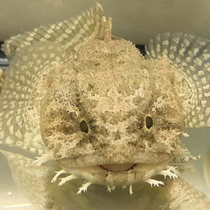 toadfish A Gulf toadfish. Photo Credit: Dr. Maria C. Cartolano.